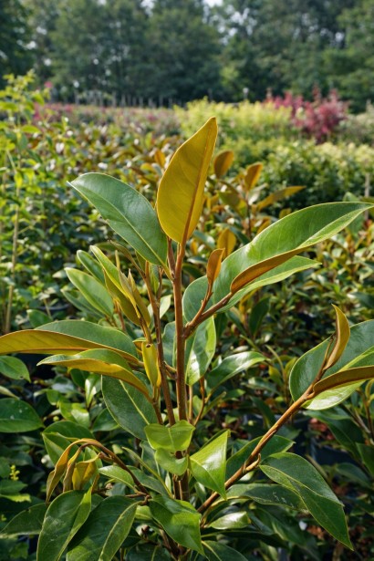 Magnolia Alta пагони